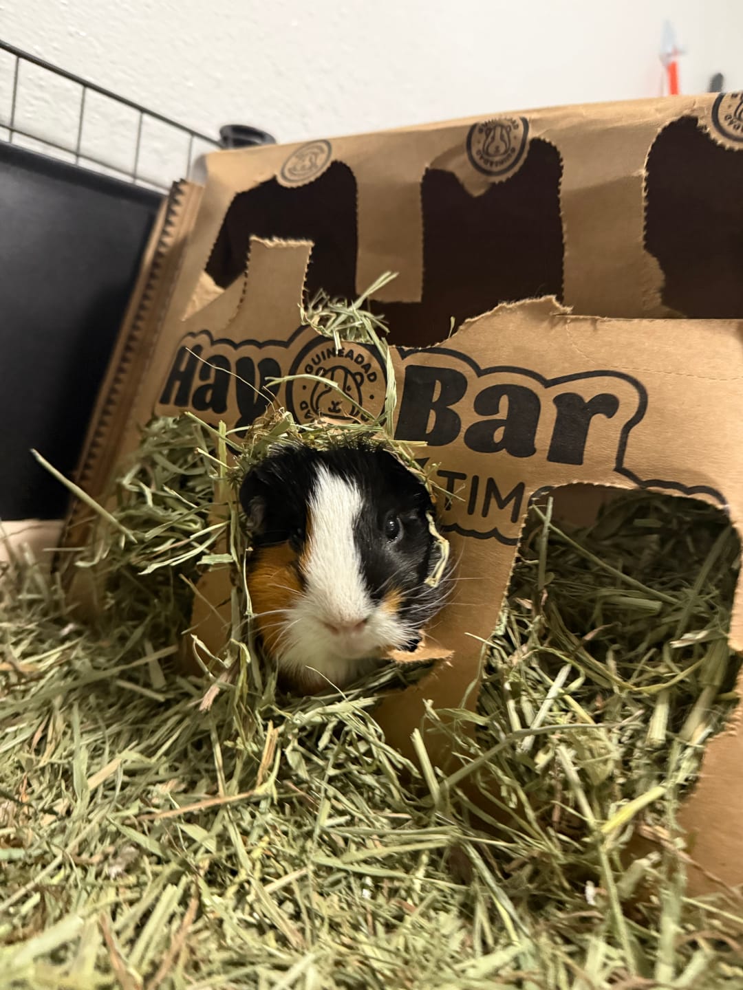 Customer photo review of GuineaDad Timothy Hay Bar for Guinea Pigs (5 Pack)