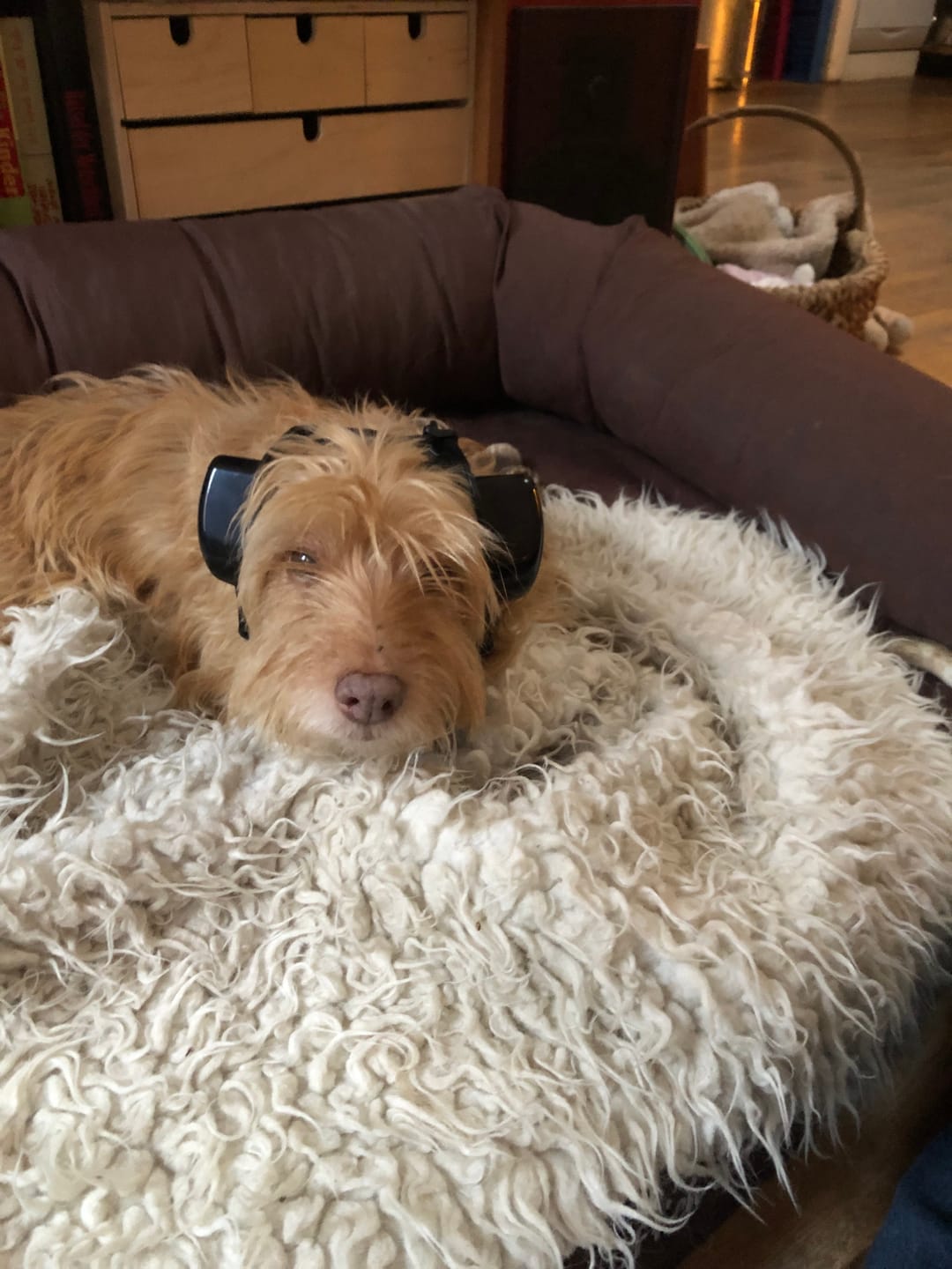 Customer photo review of Strotonin Dog Support