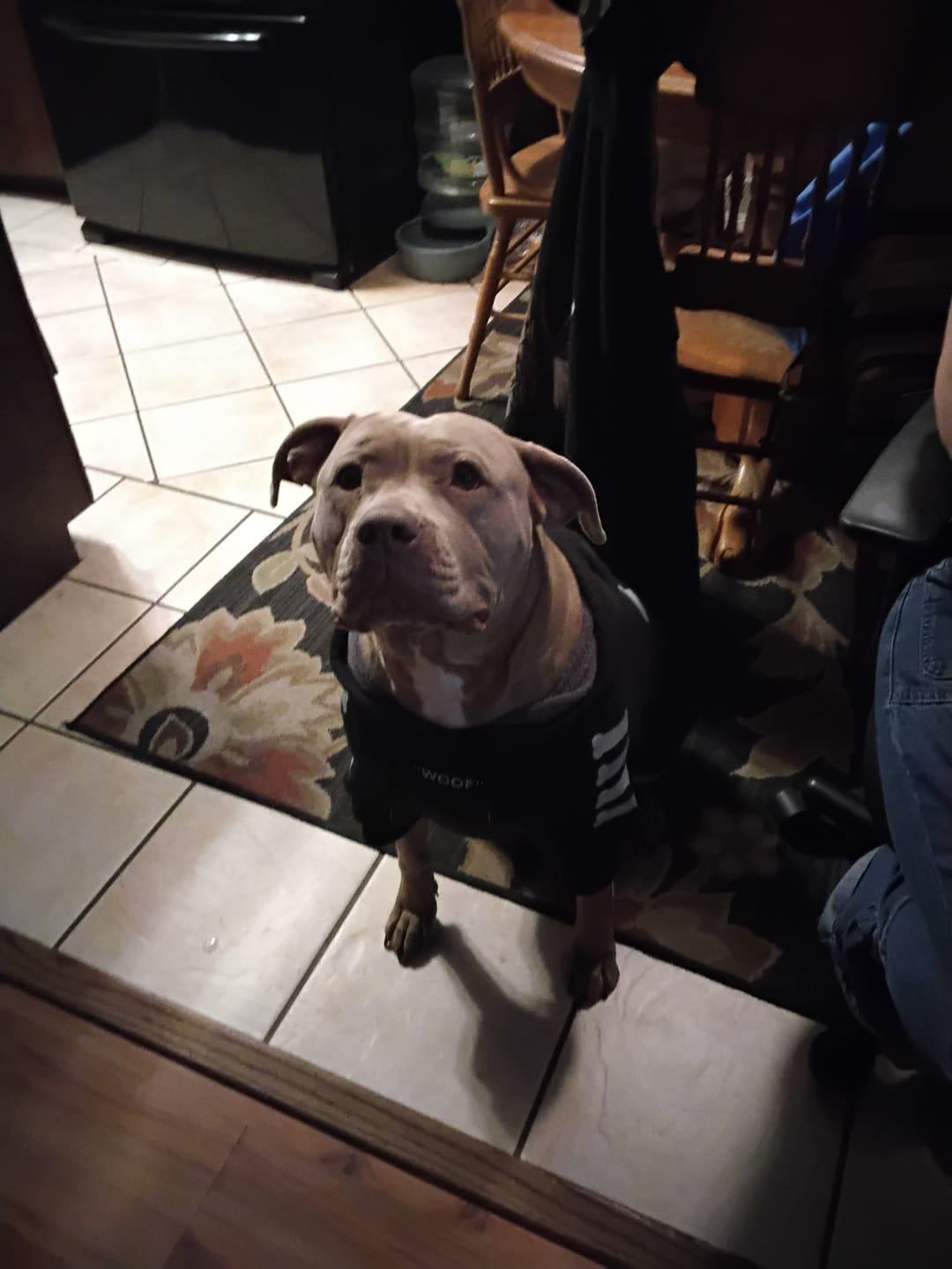 Customer photo review of Shark Monster Dog Hoodie - Green Camo