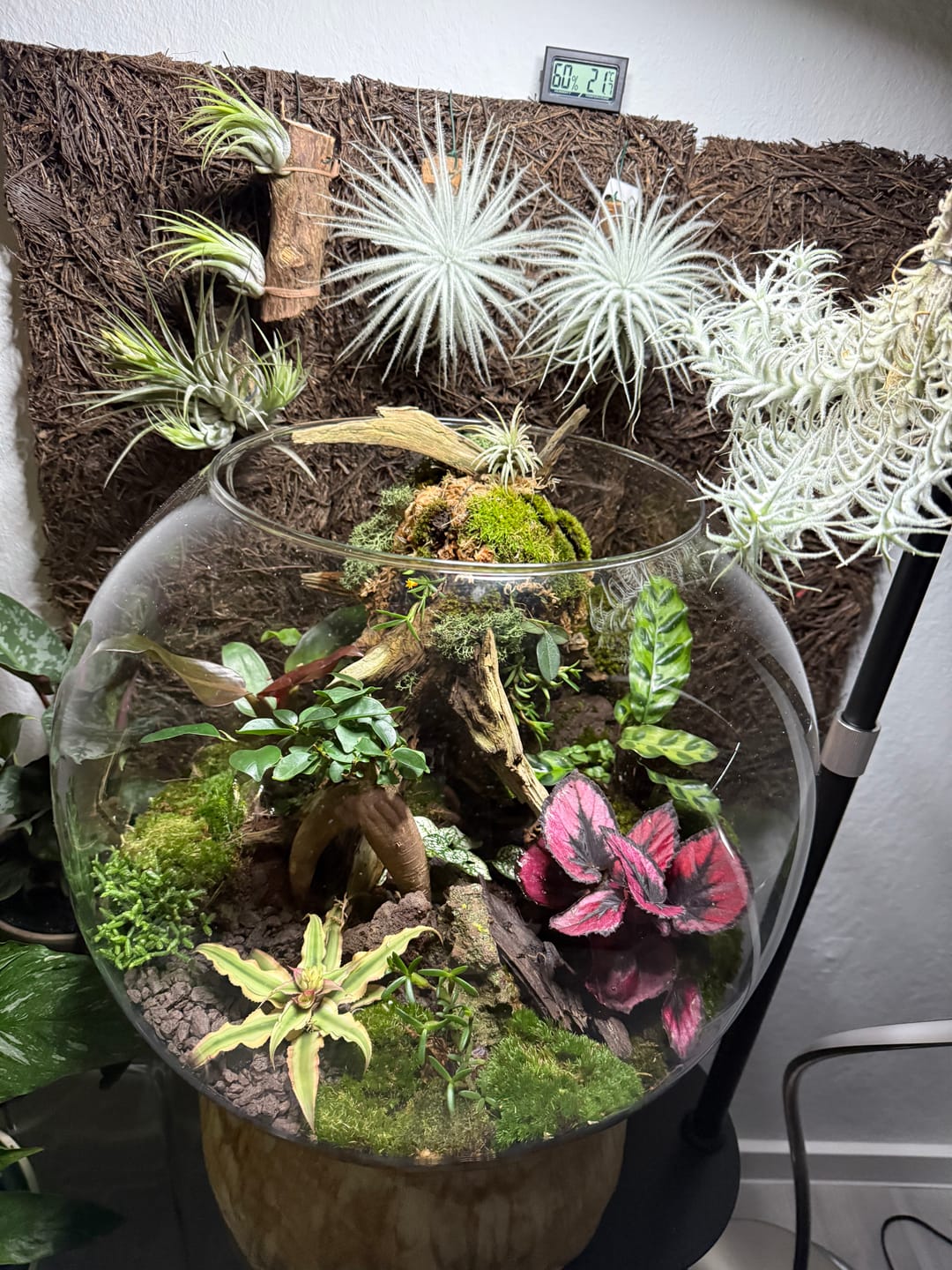Customer photo review of Tillandsia streptophylla