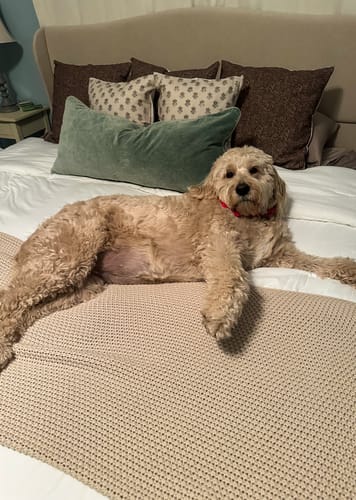 Customer's Collette and Lyla pillow covers styled on a bed with a fluffy dog resting in front.