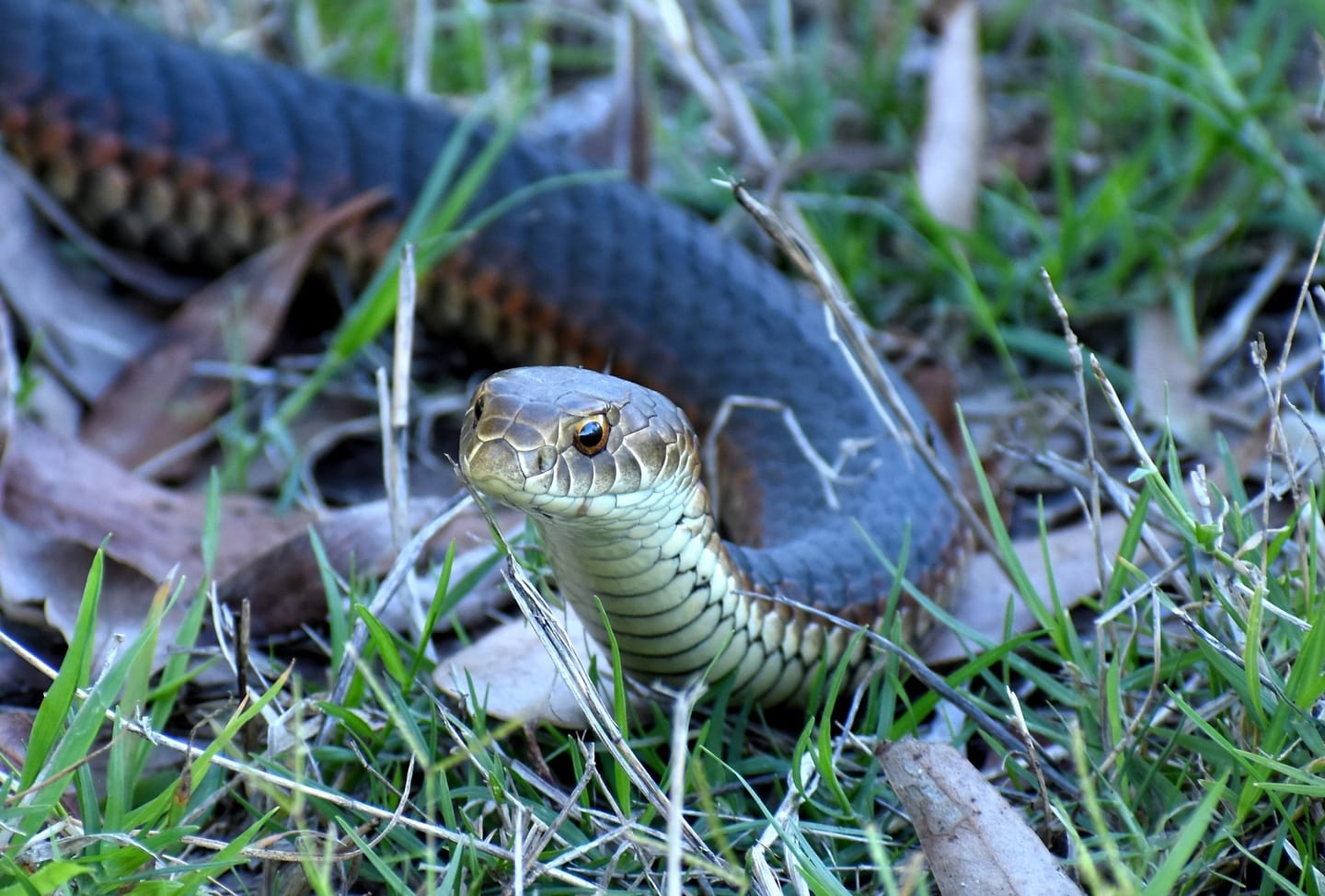 Customer photo review of SMART Snake Bandage
