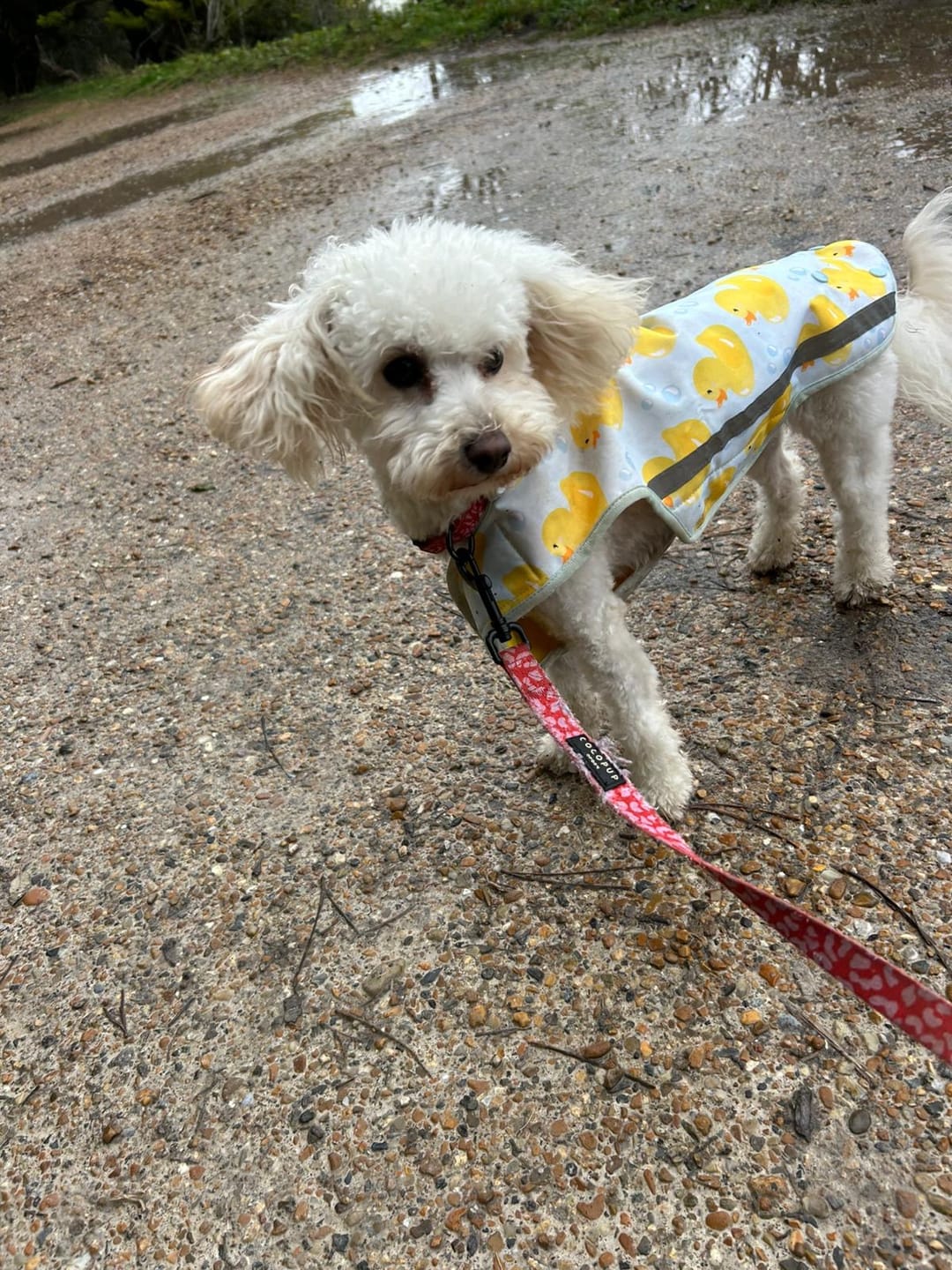 Customer photo review of Rain Jacket - You Quack Me Up!