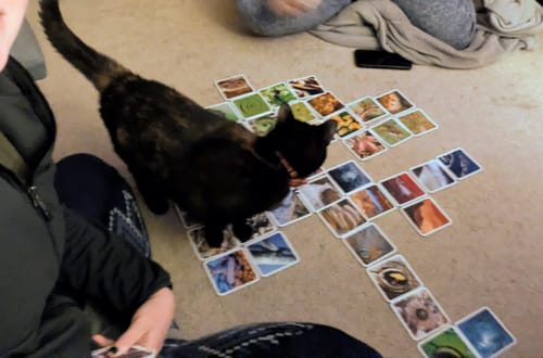 Reviewer and a cat playing with OuiSi Nature photo cards spread across the floor in a domino-style game.
