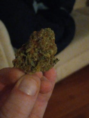 Customer photo review of Lemon Cherry Gelato THCA Flower