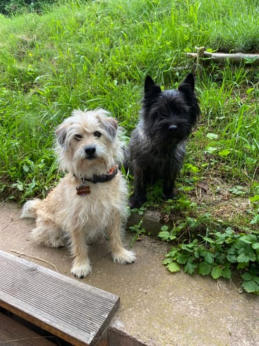 Rezensent zeigt seine zwei Hunde, einen hellen und einen dunklen, die Lucky Belly bekommen.