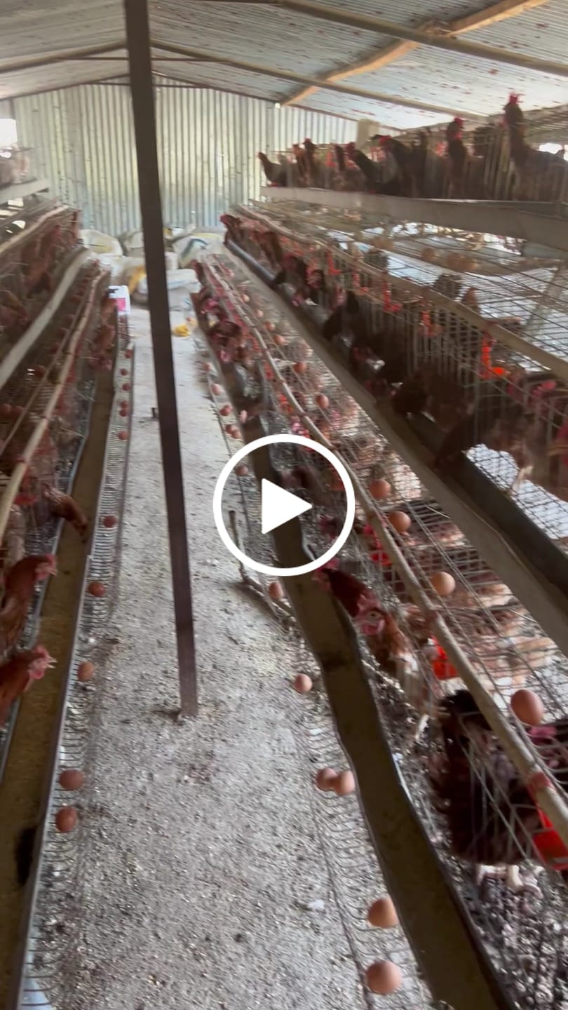 Customer video review of Avi Layer & Breeder (Fertility, Egg Quality & Skeletal Support for All Birds)