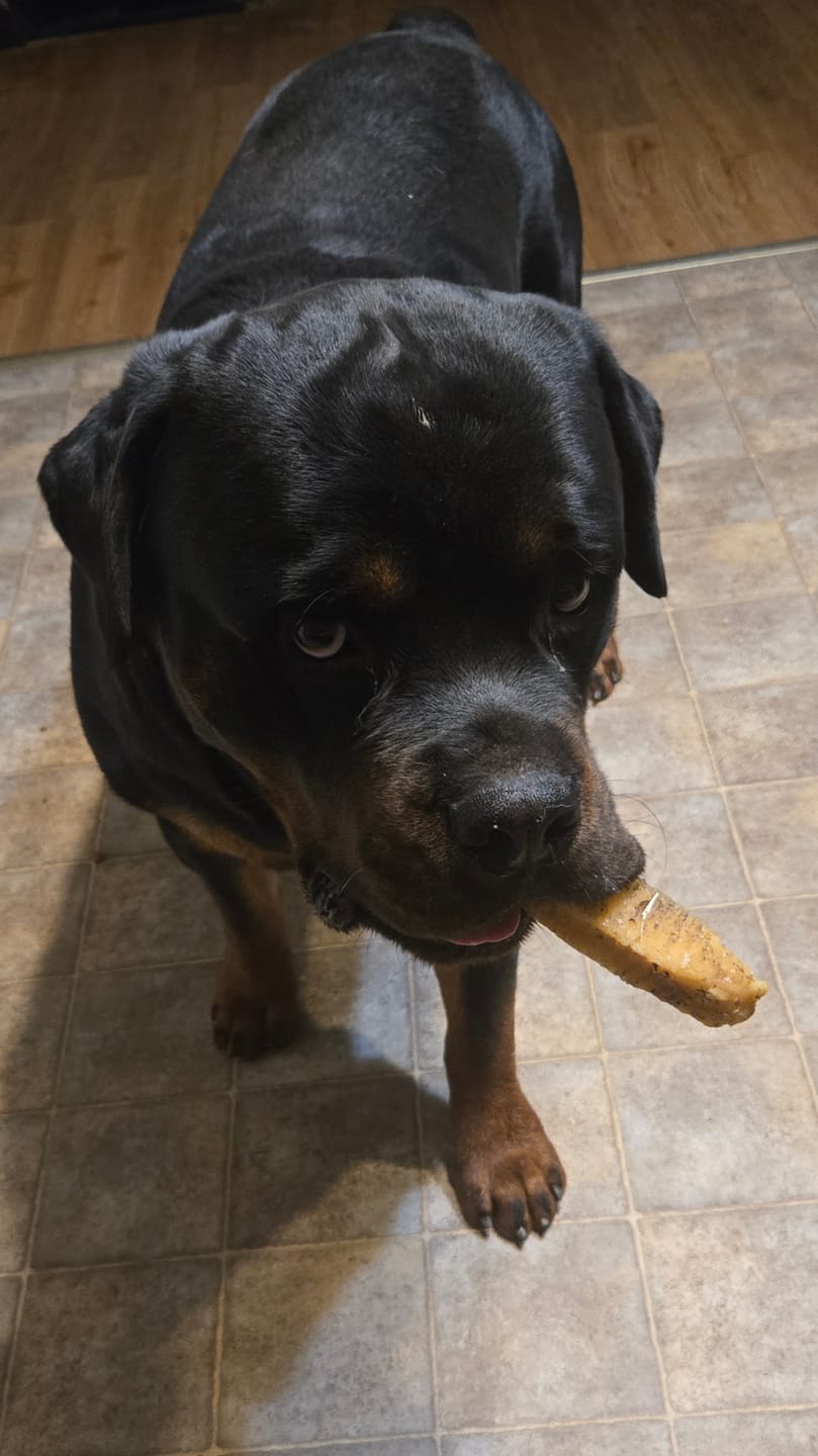 Customer photo review of Himalayan Yak Chew (EXTRA LARGE)