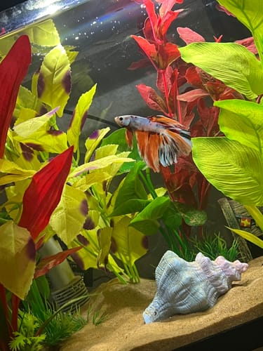 Customer photo review of Fancy Halfmoon Male Betta Fish High Grade | Buy 4 Get 1 Free | Mystery Betta