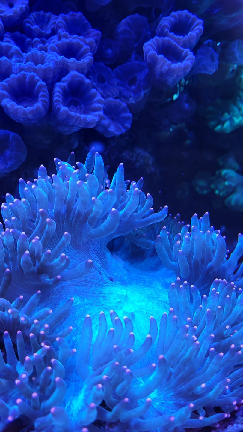 Customer photo review of Coral Reef Premium Salz 25kg Beutel