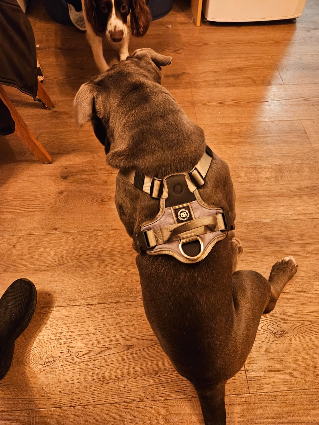 Customer photo review of Anti Pull Hurricane Harness Lighter | With Handle - Grey
