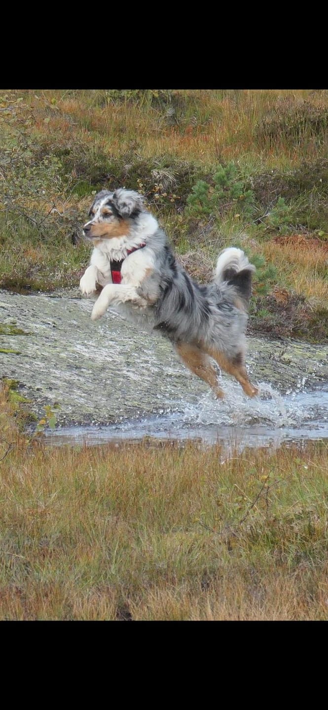 Customer photo review of Strotonin Dog Support