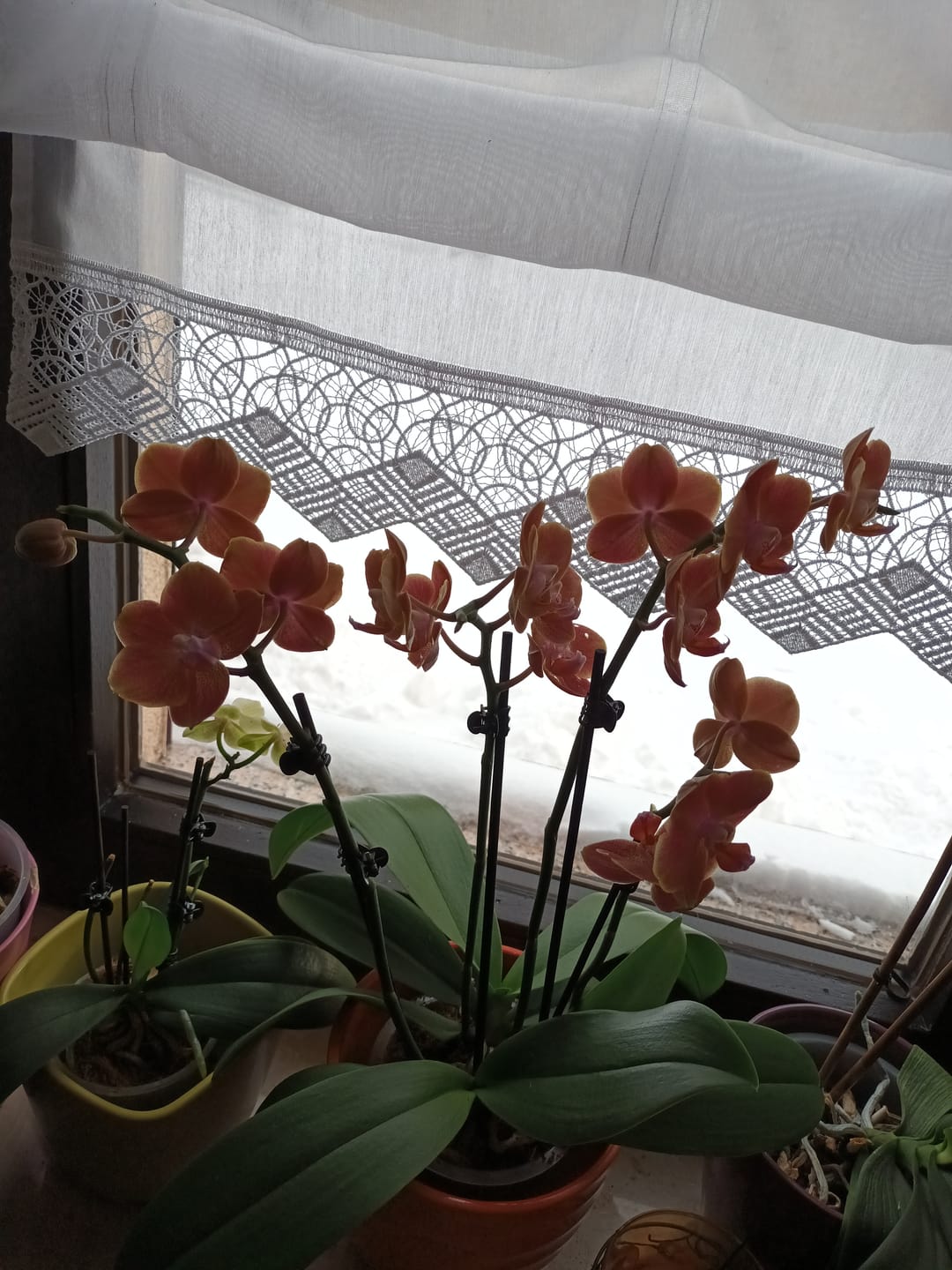 Customer photo review of Große Two of Us Dame Etna mit orange-gelben Blüten und 4+ Rispen