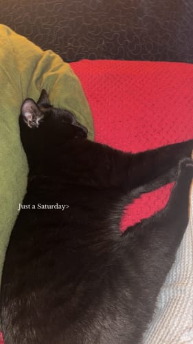 Customer photo review of 1 Month Supply – 1 Cat