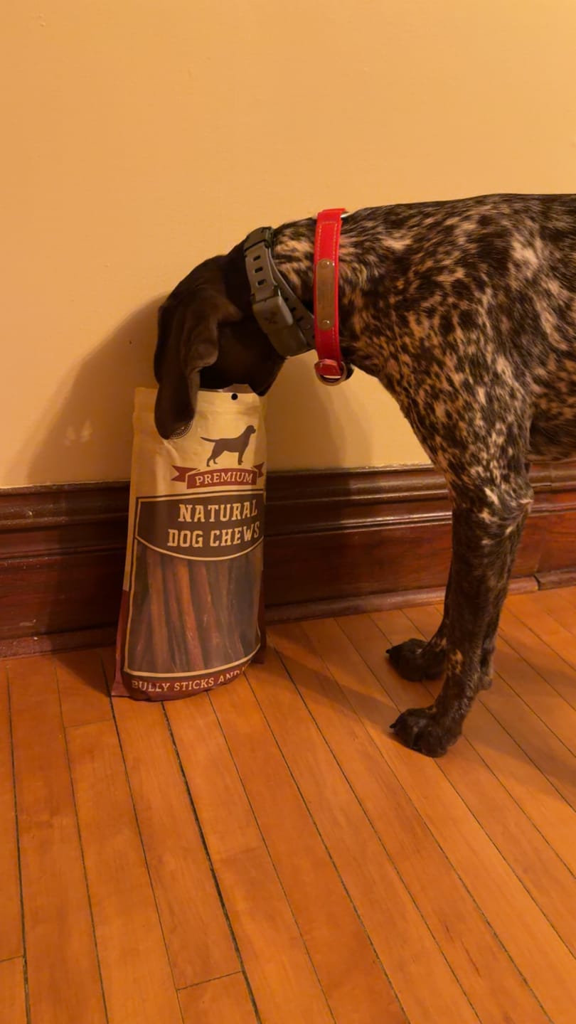 Customer photo review of 10-12 Inch Champion Chew
