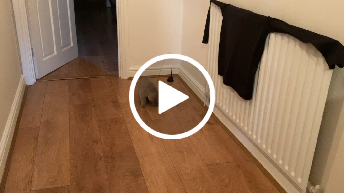 Customer video review of Interactive Bird Simulation Cat Toy Set | Leo's Paw