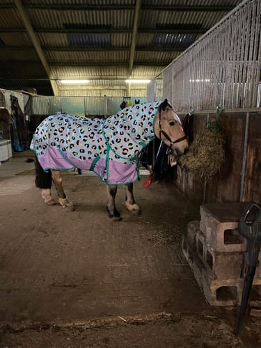 Customer photo review of NEW Wild One Turnout Rug