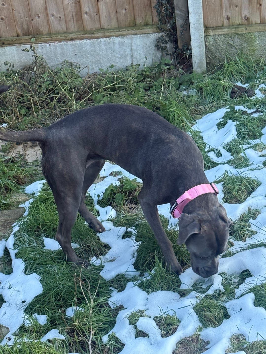 Customer photo review of 5cm Combat® Collar | With Handle & Secure Clip - Pink
