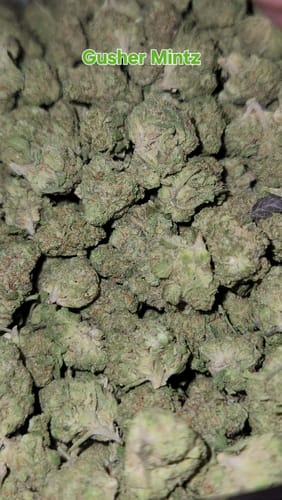 Customer photo review of Gusher Mintz Littles - Bulk Littles - Hybrid