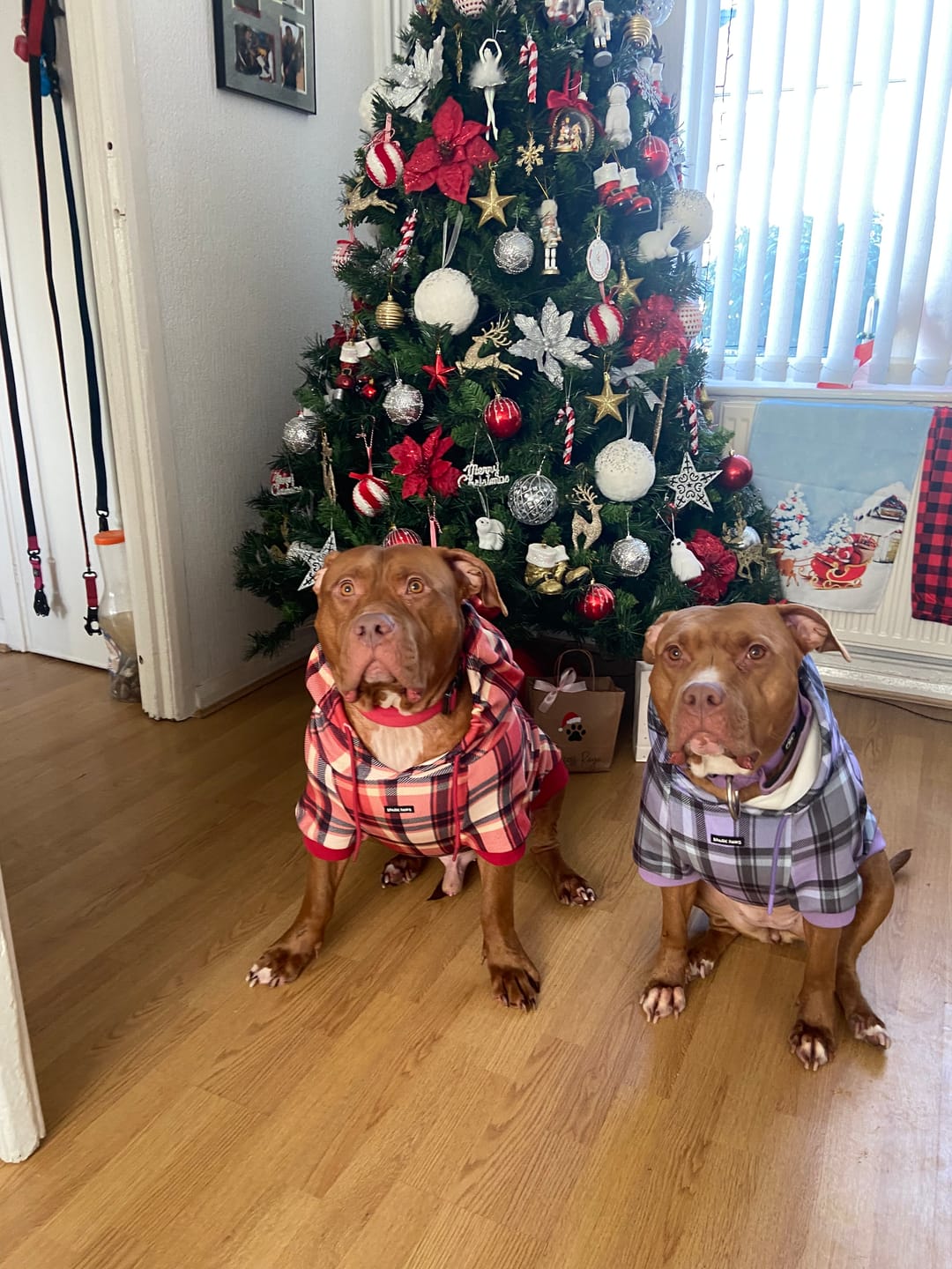 Customer photo review of Red Plaid Dog Hoodie