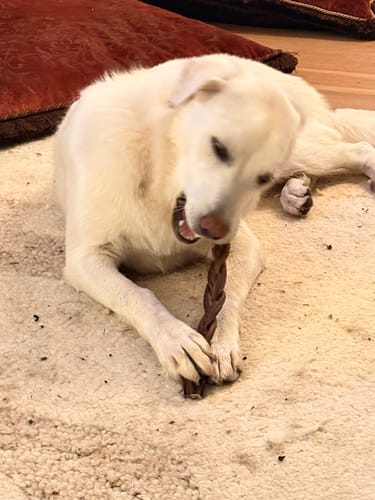 Customer's white dog actively chewing on a 6 Inch Standard Bully Stick while lying on a rug.