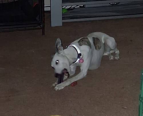 Reviewer's whippet lying on the floor while actively chewing a dark Long-Lasting Yak Chew.