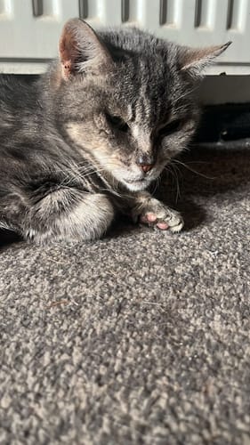 Customer photo review of 1 Month Supply – 2 Cat