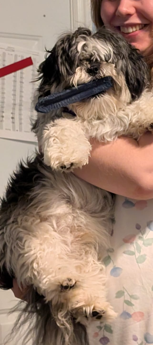 Customer photo review of Blueberry Himalayan Yak Chew (MEDIUM)