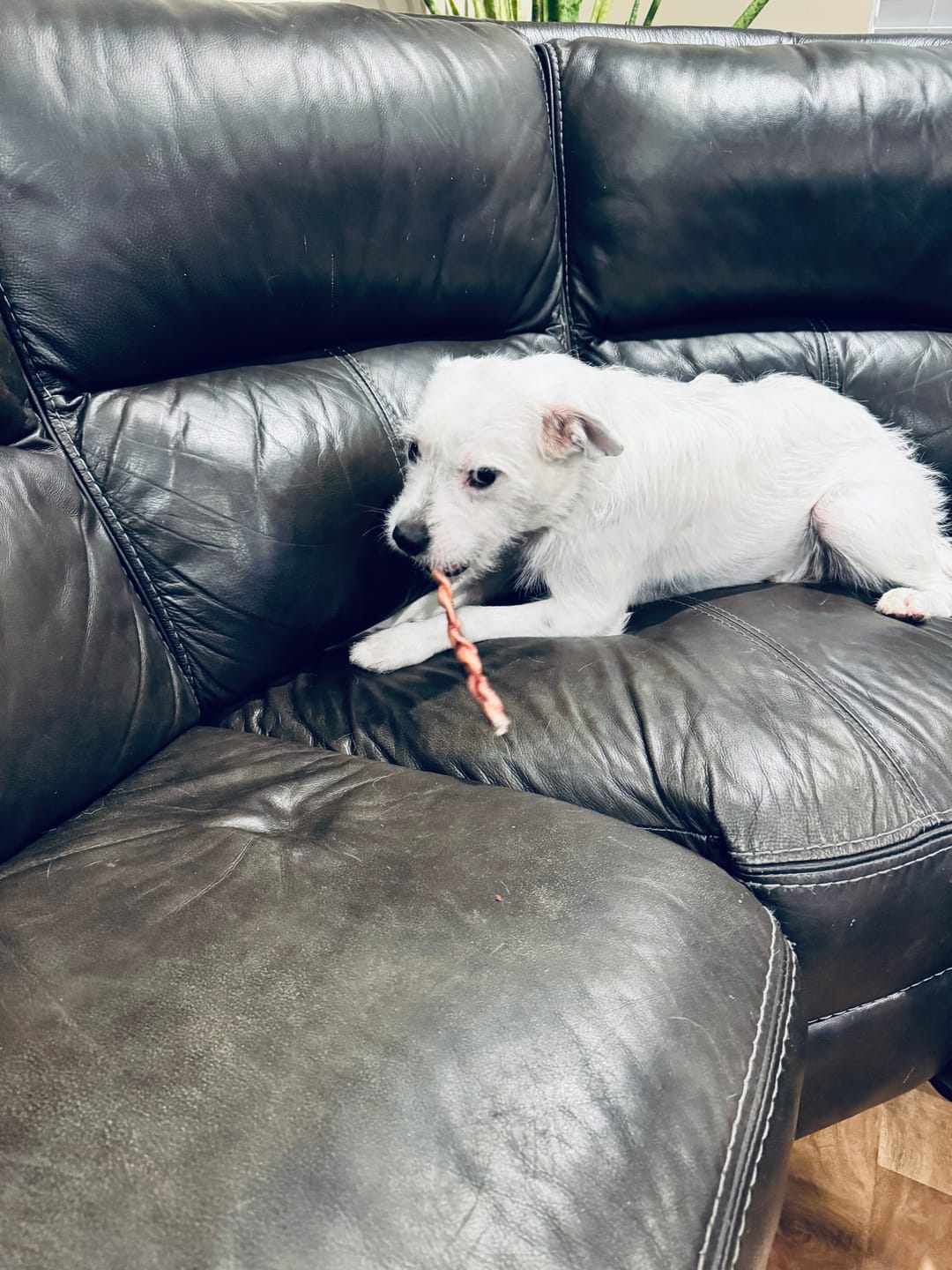 Customer photo review of 12 Inch Braided Bully Sticks