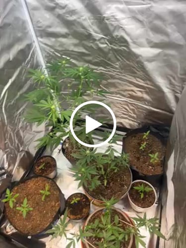 Customer video review of Shipping Protection by Route