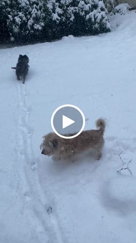 Customer video review of Pure Genius