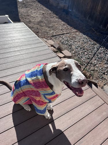 Customer photo review of Playa Poncho – Parrotfish