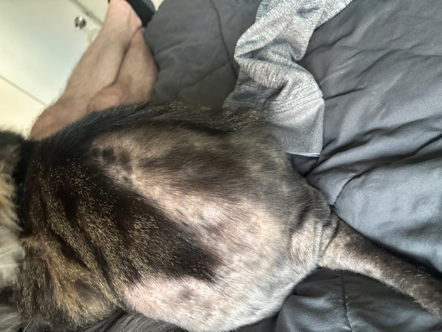 Customer photo review of Cat Mange Treatment | Sarcoptic, Demodectic & Ear Mites