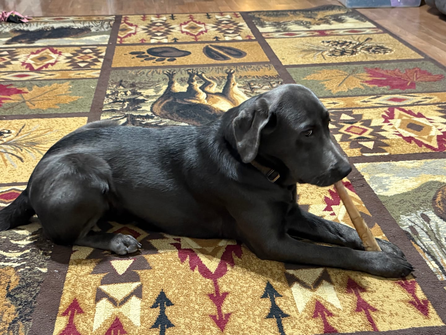 Customer photo review of 6 Inch Thick Braided Bully Stick