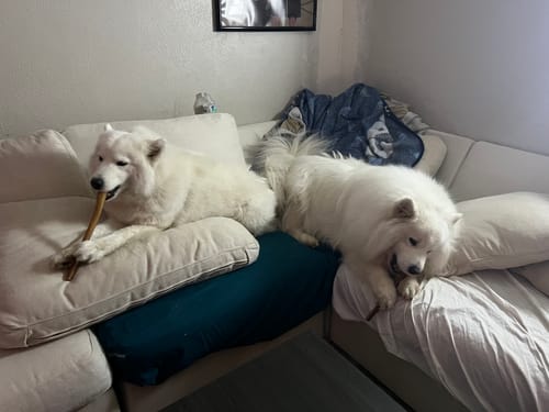 Customer's two white Samoyeds on a couch, each enjoying a 12 Inch Monster Bully Stick.