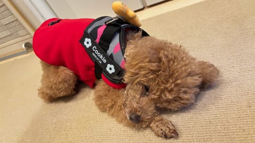 Customer photo review of FunFunPet 高機能ハーネス（お名前タグ作成サービス付き）