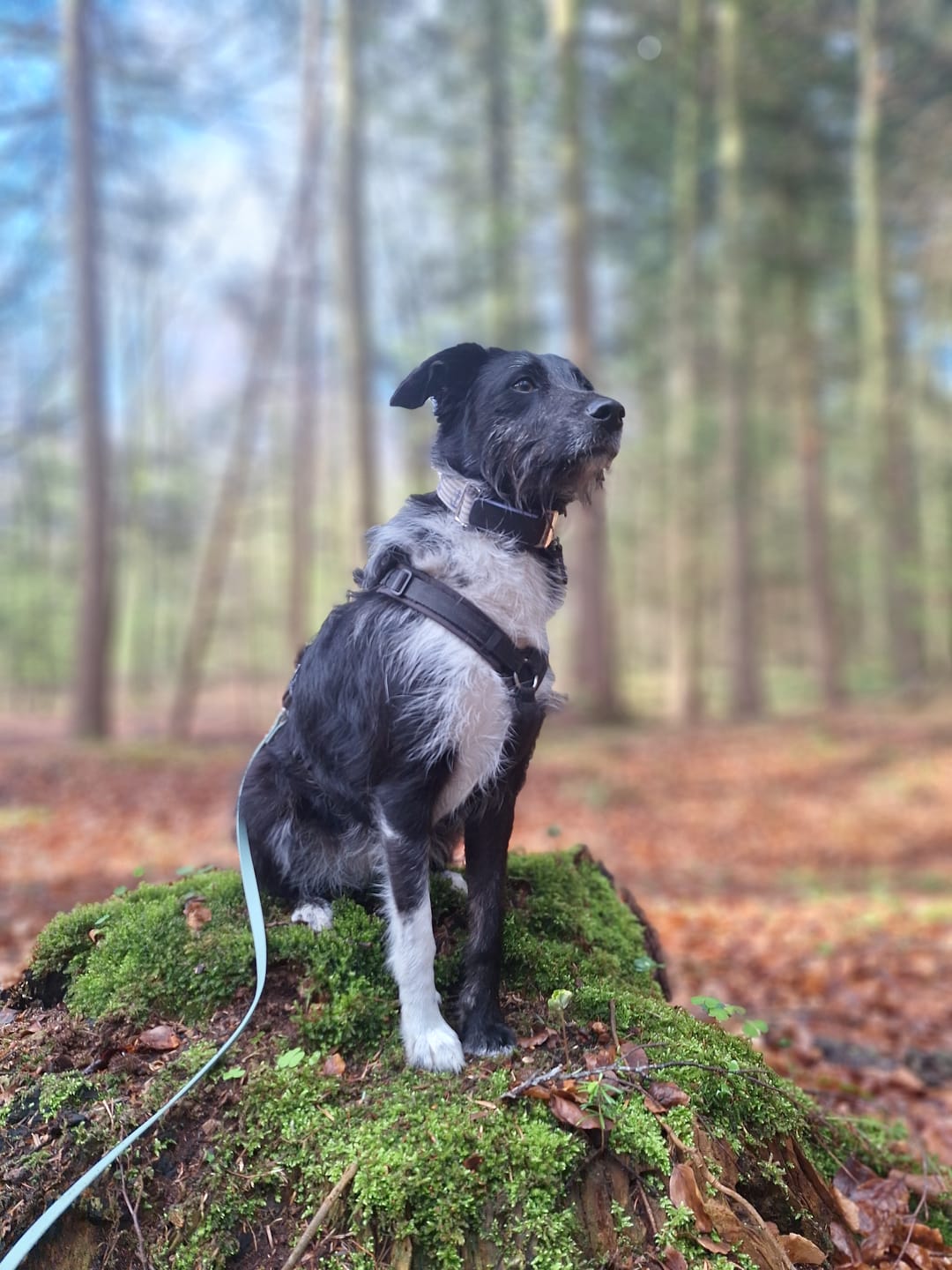 Customer photo review of Darmflora Test Basic Hund
