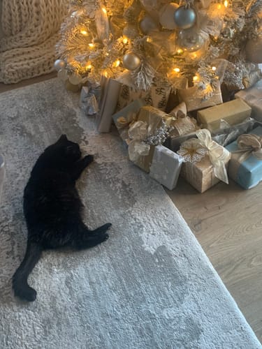 Customer photo review of 3x Blisso Advanced Cat Probiotic