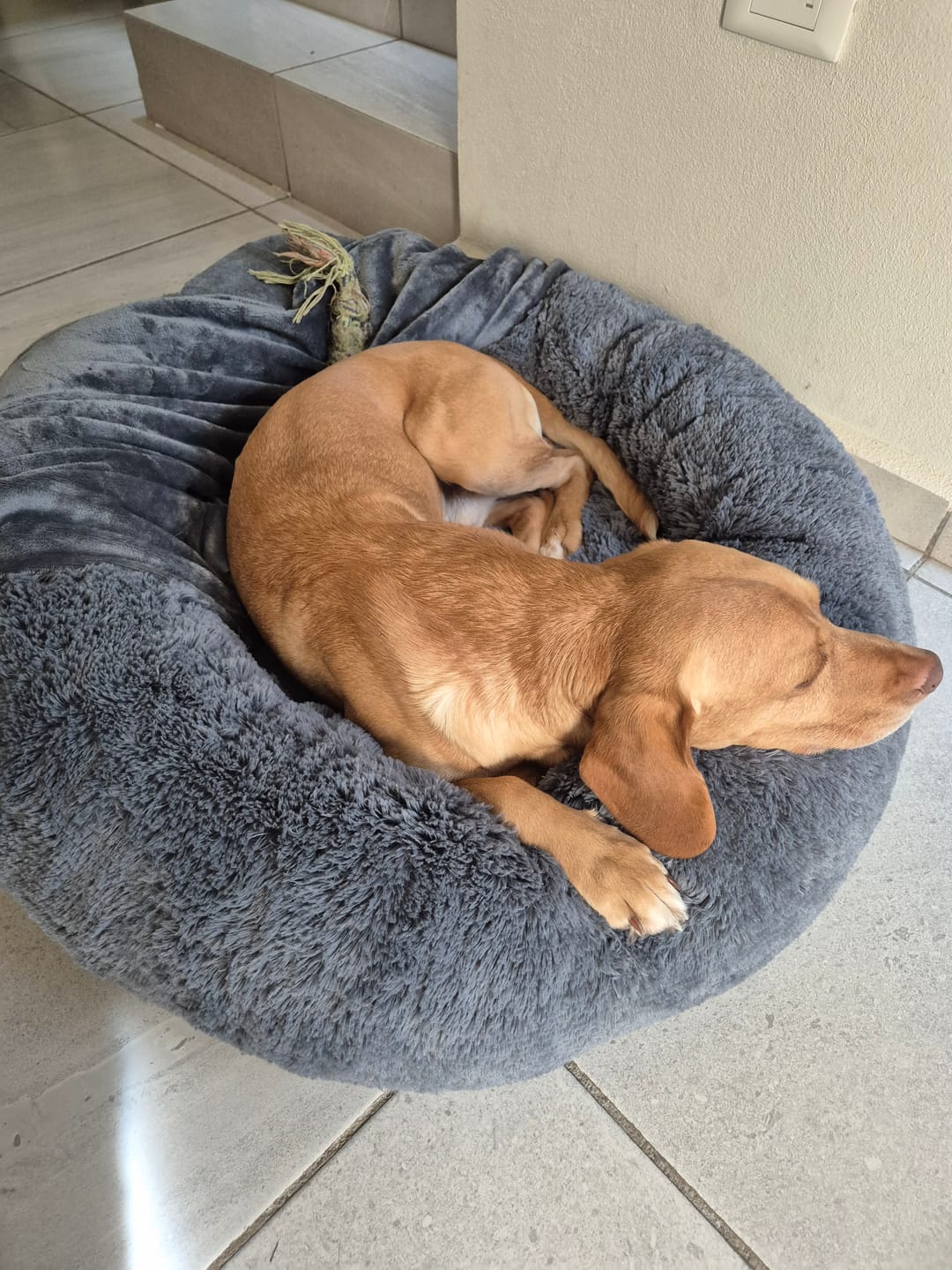 Customer photo review of Manta Relajante para Mascotas