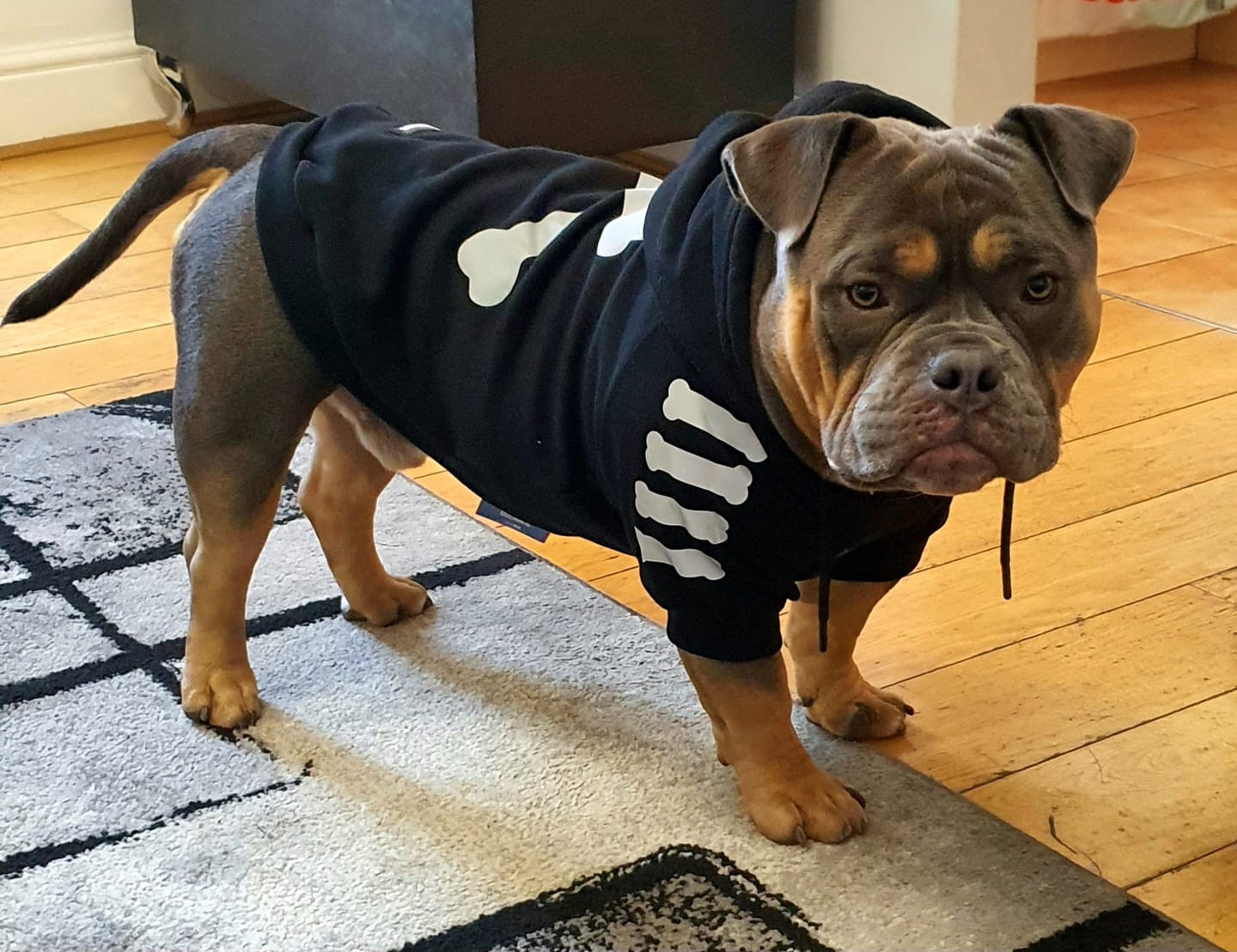 Customer photo review of "WOOF" Dog Hoodie - Black & Reflective