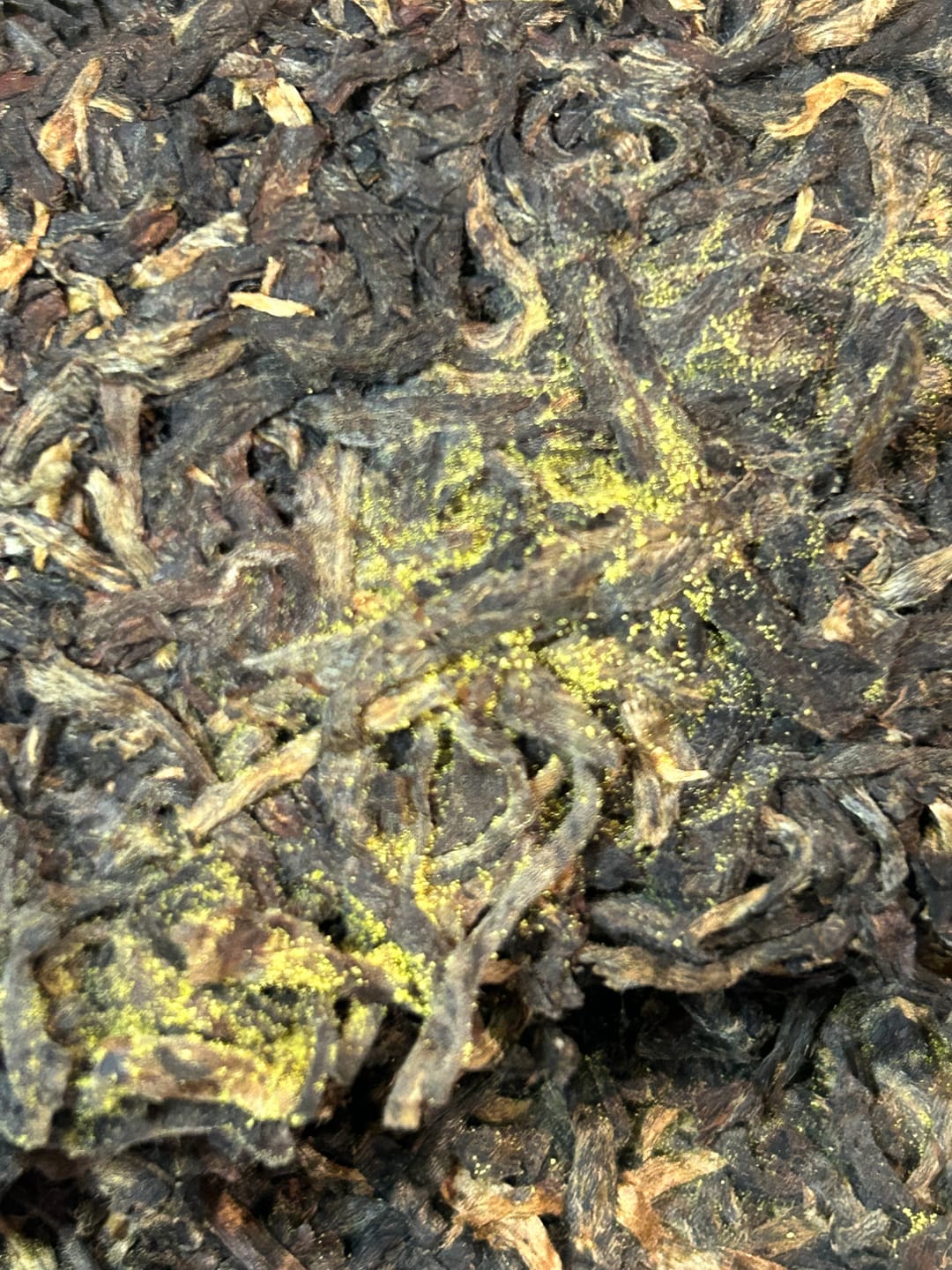Customer photo review of On Taoism Jingyang Golden Flower Fu Brick Tea - 350g Cake (2020)