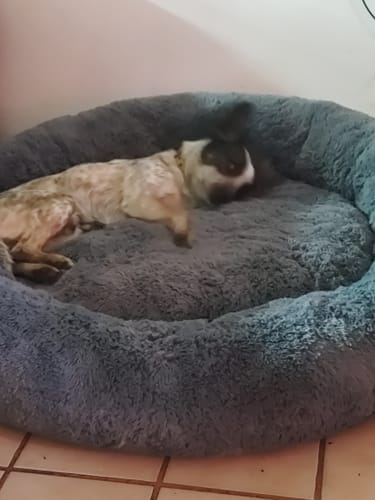 Un cliente muestra a su perro acurrucado en la suave Cama Antiestrés para Perros gris.