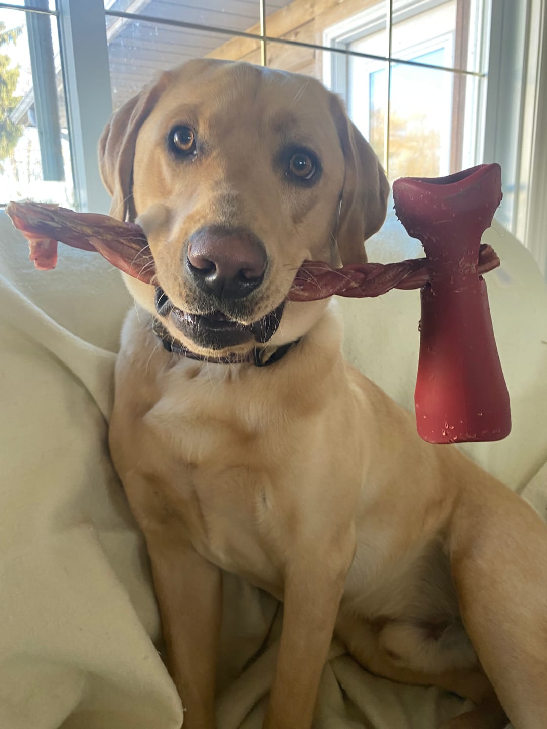 Customer photo review of 12 Inch Jumbo Braided Bully Stick