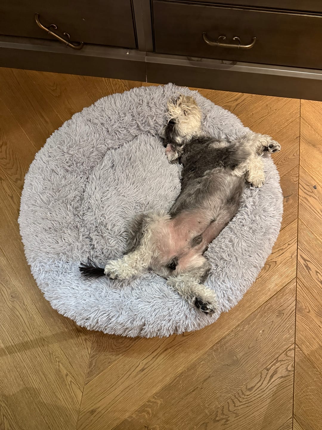 Customer photo review of Mellowpurr Huzurlu Paws Yatağı | Süper Yumuşak
