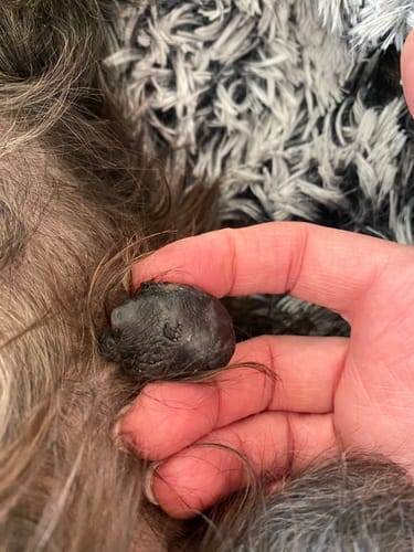 Nahaufnahme: Hand eines Kunden hält einen dunklen, runden Knoten im Fell eines Hundes.