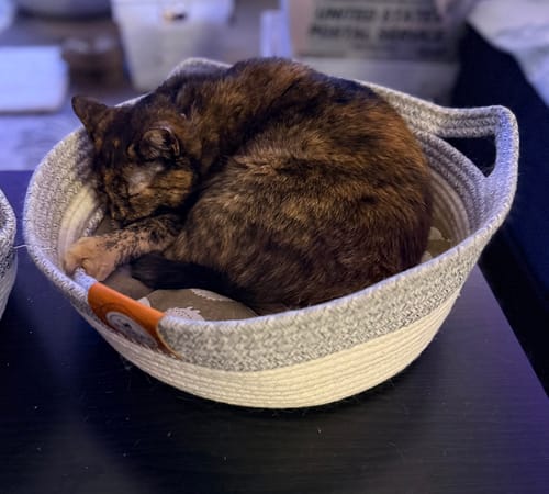 Customer photo review of Instinct Basket | Handwoven & Chemical-Free Cat Territory