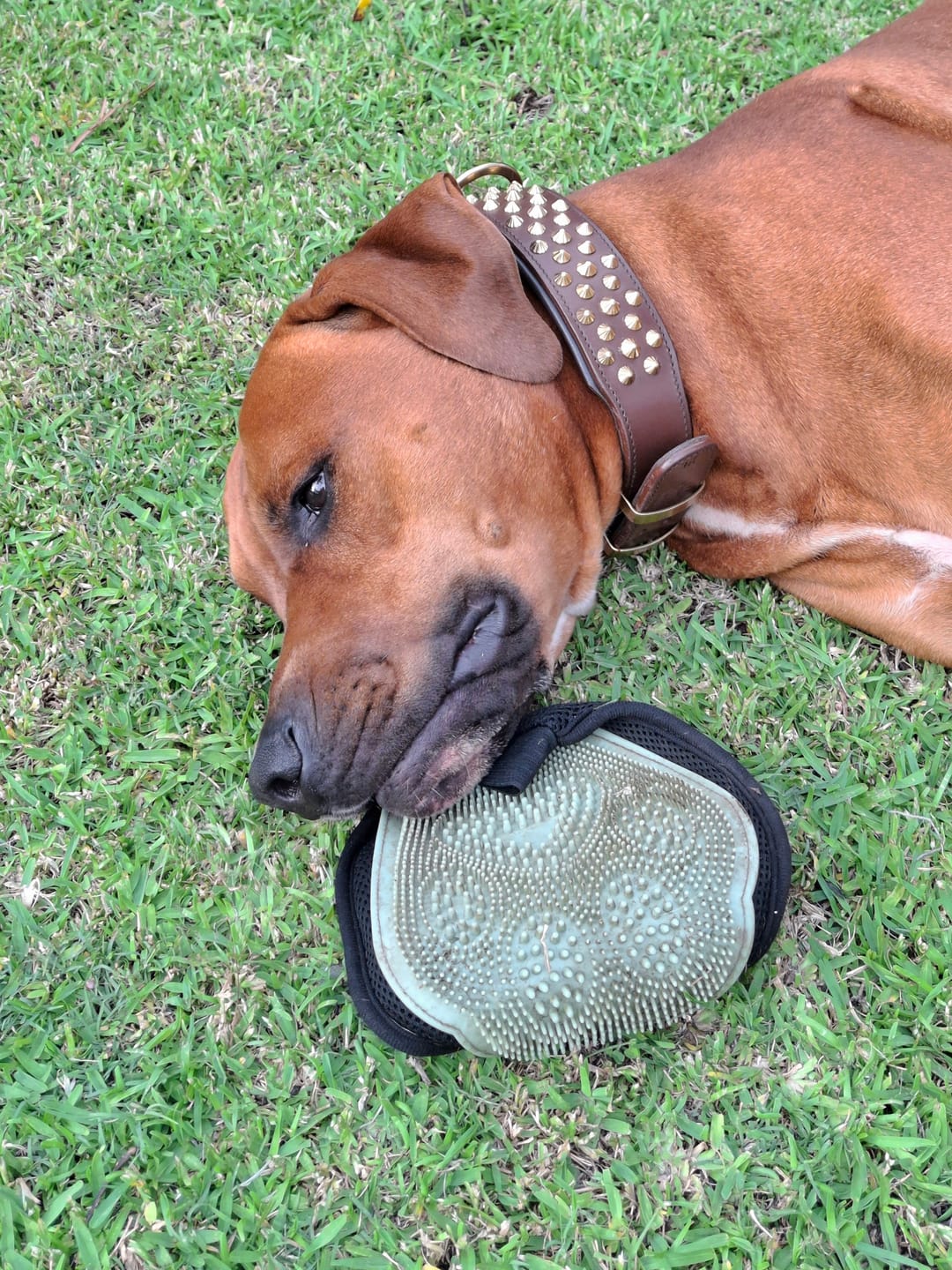 Customer photo review of Hand Made Leather Dog Collar - Ruthless Brown & Brass (Wide Fit)