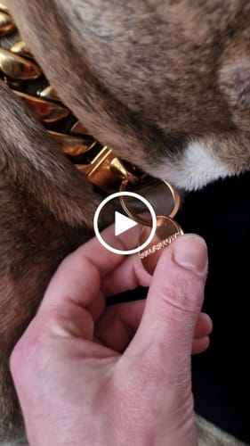 Customer video review of Dog ID Tag - Rose Gold (With Gift Box)