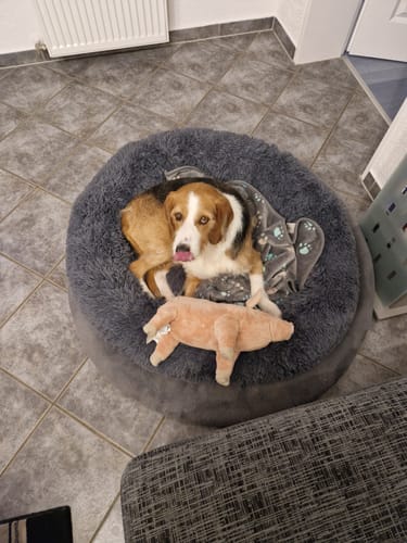 Customer photo review of Puppery Hundebett Wolke 7 - Das Original