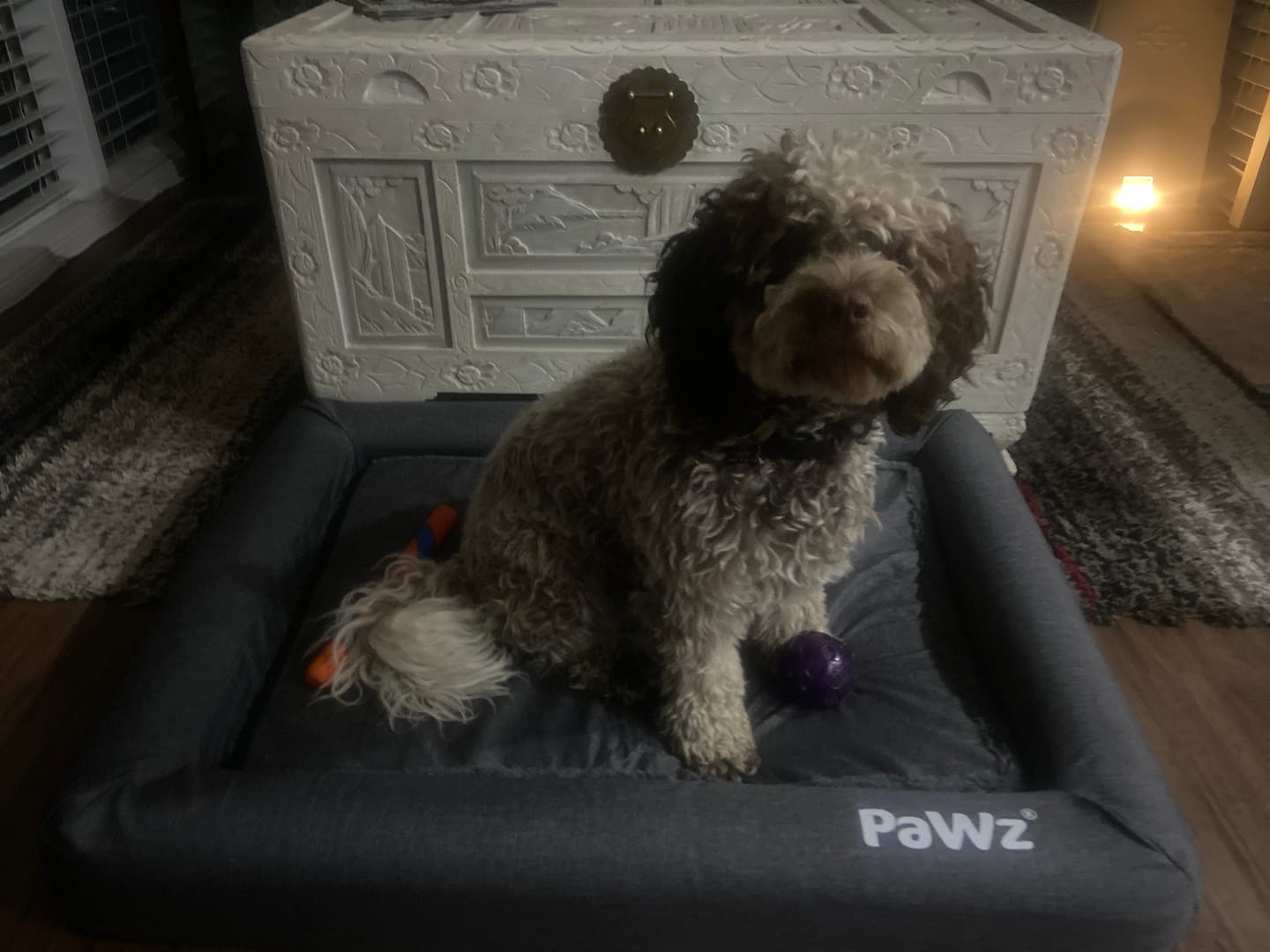 Customer photo review of Premium Memory Foam Calming Dog Bed
